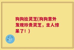 狗狗捡灵芝(狗狗意外发现珍贵灵芝，主人惊呆了！)
