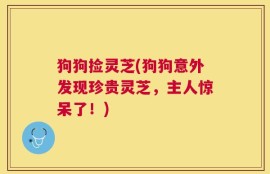 狗狗捡灵芝(狗狗意外发现珍贵灵芝，主人惊呆了！)