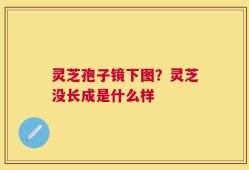 灵芝孢子镜下图？灵芝没长成是什么样