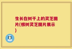 生长在树干上的灵芝图片(根树灵芝图片展示)