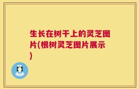 生长在树干上的灵芝图片(根树灵芝图片展示)