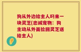 狗从外边给主人叼来一块灵芝(忠诚宠物：狗主动从外面捡回灵芝送给主人)