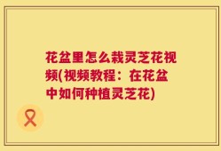 花盆里怎么栽灵芝花视频(视频教程：在花盆中如何种植灵芝花)