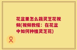 花盆里怎么栽灵芝花视频(视频教程：在花盆中如何种植灵芝花)