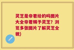 灵芝是帝君给的吗图片大全帝君赐予灵芝？浏览多张图片了解灵芝全貌)