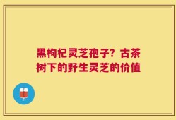 黑枸杞灵芝孢子？古茶树下的野生灵芝的价值