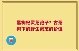 黑枸杞灵芝孢子？古茶树下的野生灵芝的价值