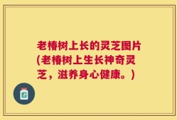 老椿树上长的灵芝图片(老椿树上生长神奇灵芝，滋养身心健康。)