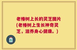 老椿树上长的灵芝图片(老椿树上生长神奇灵芝，滋养身心健康。)
