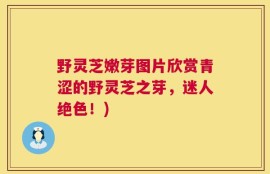 野灵芝嫩芽图片欣赏青涩的野灵芝之芽，迷人绝色！)