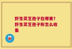 野生灵芝孢子在哪里？野生灵芝孢子粉怎么收集