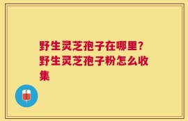 野生灵芝孢子在哪里？野生灵芝孢子粉怎么收集