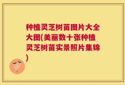 种植灵芝树苗图片大全大图(美丽数十张种植灵芝树苗实景照片集锦)