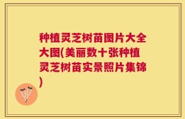 种植灵芝树苗图片大全大图(美丽数十张种植灵芝树苗实景照片集锦)