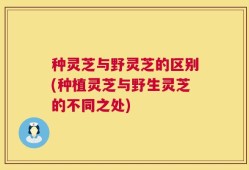 种灵芝与野灵芝的区别(种植灵芝与野生灵芝的不同之处)
