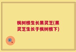 枫树根生长黑灵芝(黑灵芝生长于枫树根下)