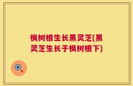 枫树根生长黑灵芝(黑灵芝生长于枫树根下)
