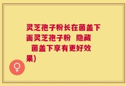 灵芝孢子粉长在菌盖下面灵芝孢子粉  隐藏  菌盖下享有更好效果)