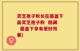 灵芝孢子粉长在菌盖下面灵芝孢子粉  隐藏  菌盖下享有更好效果)