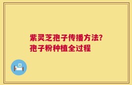 紫灵芝孢子传播方法？孢子粉种植全过程