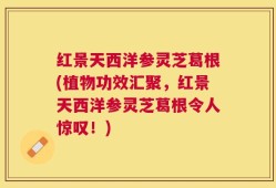 红景天西洋参灵芝葛根(植物功效汇聚，红景天西洋参灵芝葛根令人惊叹！)