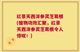 红景天西洋参灵芝葛根(植物功效汇聚，红景天西洋参灵芝葛根令人惊叹！)