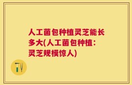 人工菌包种植灵芝能长多大(人工菌包种植：灵芝规模惊人)