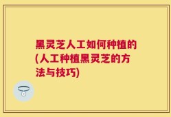 黑灵芝人工如何种植的(人工种植黑灵芝的方法与技巧)