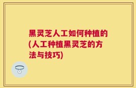黑灵芝人工如何种植的(人工种植黑灵芝的方法与技巧)