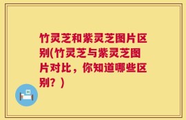 竹灵芝和紫灵芝图片区别(竹灵芝与紫灵芝图片对比，你知道哪些区别？)