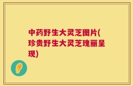 中药野生大灵芝图片(珍贵野生大灵芝瑰丽呈现)