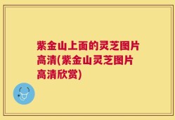 紫金山上面的灵芝图片高清(紫金山灵芝图片高清欣赏)