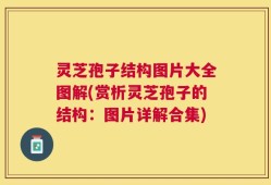 灵芝孢子结构图片大全图解(赏析灵芝孢子的结构：图片详解合集)