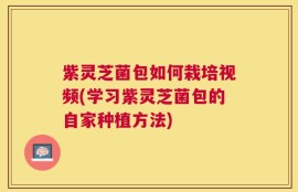 紫灵芝菌包如何栽培视频(学习紫灵芝菌包的自家种植方法)