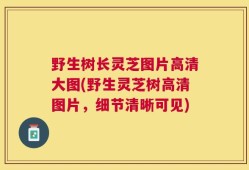 野生树长灵芝图片高清大图(野生灵芝树高清图片，细节清晰可见)