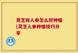 灵芝和人参怎么挖种植(灵芝人参种植技巧分享