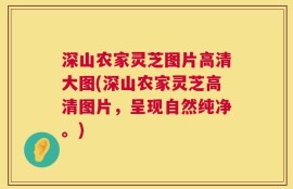 深山农家灵芝图片高清大图(深山农家灵芝高清图片，呈现自然纯净。)