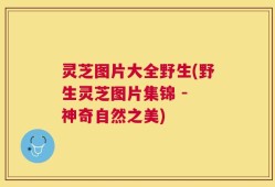 灵芝图片大全野生(野生灵芝图片集锦 - 神奇自然之美)