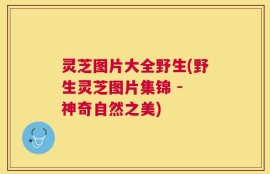 灵芝图片大全野生(野生灵芝图片集锦 - 神奇自然之美)