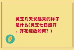 灵芝几天长起来的样子是什么(灵芝七日盛开，开花绽放如何？)