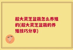 超大灵芝盆栽怎么养殖的(超大灵芝盆栽的养殖技巧分享)