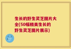 生长的野生灵芝图片大全(50幅精美生长的野生灵芝图片展示)