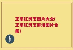 正宗红灵芝图片大全(正宗红灵芝鲜活图片合集)