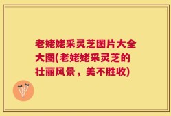 老姥姥采灵芝图片大全大图(老姥姥采灵芝的壮丽风景，美不胜收)