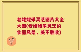 老姥姥采灵芝图片大全大图(老姥姥采灵芝的壮丽风景，美不胜收)