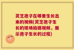 灵芝孢子在哪里生长出来的视频(灵芝孢子生长的现场拍摄视频，展示孢子生长的过程)