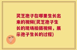 灵芝孢子在哪里生长出来的视频(灵芝孢子生长的现场拍摄视频，展示孢子生长的过程)