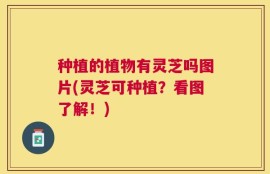 种植的植物有灵芝吗图片(灵芝可种植？看图了解！)