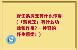 野生紫灵芝有什么作用(「紫灵芝」有什么功效和作用？- 神奇的野生菌类！)