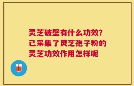 灵芝破壁有什么功效？已采集了灵芝孢子粉的灵芝功效作用怎样呢